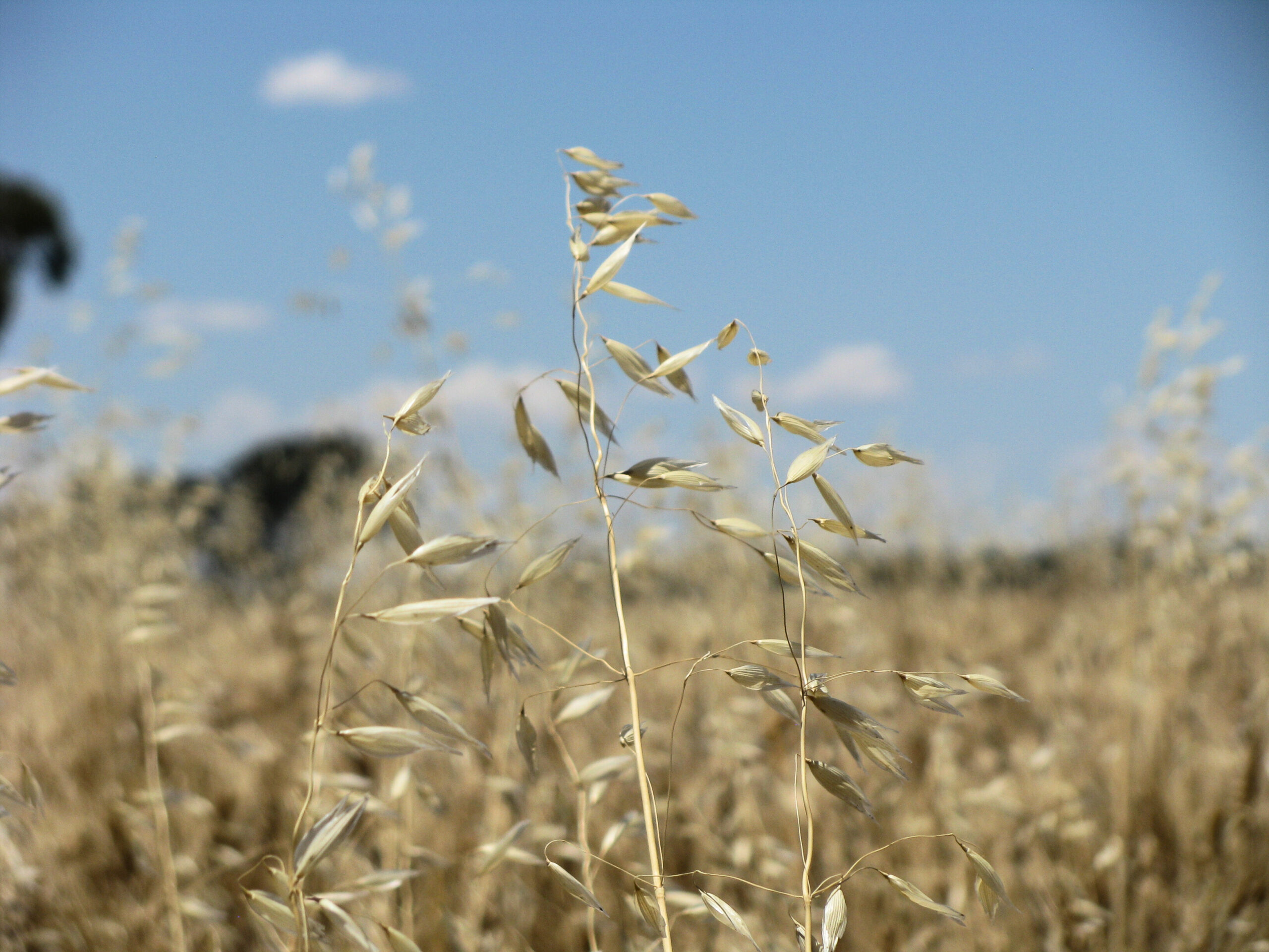 Avena (Wild oat) Integrated Weed Management Model