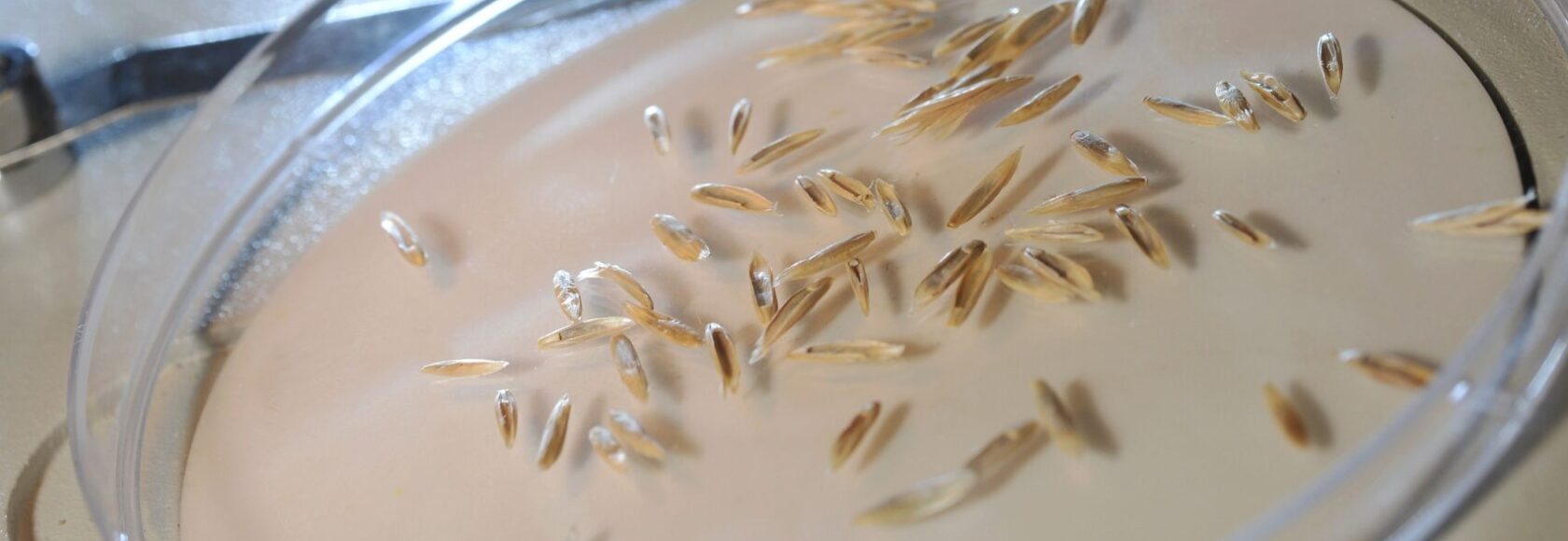 Breaking dormancy